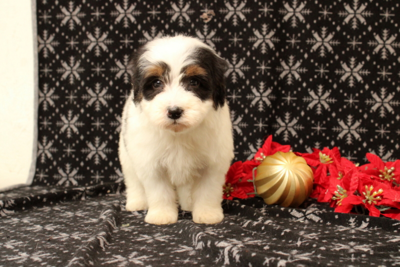 puppy, for, sale, Mini Bernadoodle F2, Matthew B. Stoltzfus, dog, breeder, Gap, PA, dog-breeder, puppy-for-sale, forsale, nearby, find, puppyfind, locator, puppylocator, aca